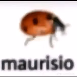 Rancheras De Despecho