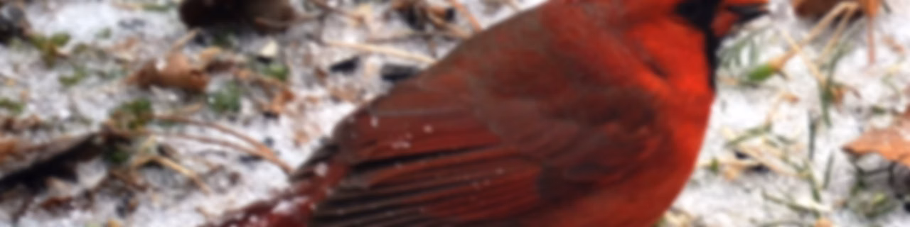 Any Bird Any Body