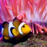 Trouble for clownfishes