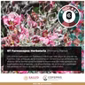 67 Farmacopea Herbolaria: Orígenes (Parte 1)