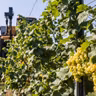 Al via la vendemmia 2026 tra caro costi, incognita meteo e carenza di manodopera