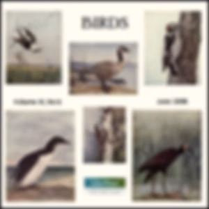 Birds, Vol. III, No 6, June 1898 by Various