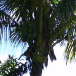 GIBEU SONORIZACAO