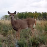 Disease kills almost 900 deer, Ruling on AI child sexual abuse materials, Mental health film festival
