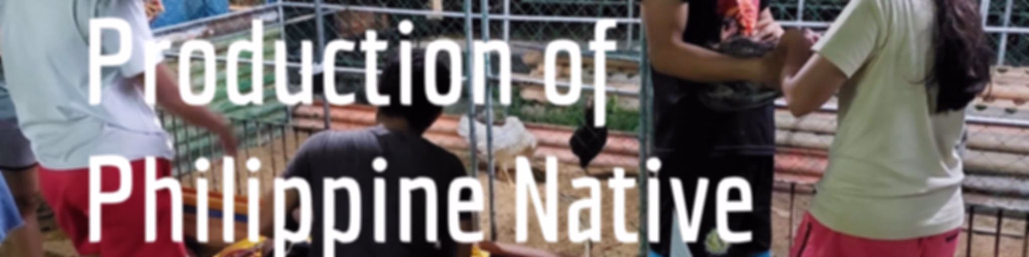 Commercial Production of Philippine Native Chicken