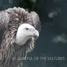 Be Careful of the Vultures