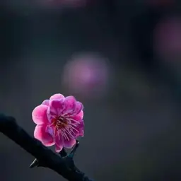 意外的姻缘(毕飞宇:阿木的婚事之一)