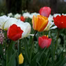 Relocating and Splitting Your Spring Bulbs | You Bet Your Garden