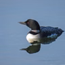 Clair de Loon
