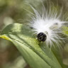 Ep. 83 - Fall Webworms: Not As Bad As They Look