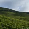 La crisi del vino non rallenta. Unione italiana vini: «La produzione va tagliata»
