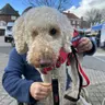 Rey, the one-eyed PTSD assistance dog