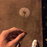 manzana
