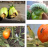Tomato Troubleshooting Tips