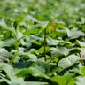 Plant sweet potatoes now for an early fall crop