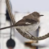 Stowaway Birds