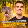 133. Плюсы и минусы собаки. Особенности воспитания и содержания