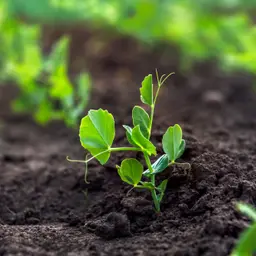 June Q&A lightning round: What to do about cutworms, berry-less bushes and more