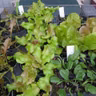 Growing Cool Season Vegetables