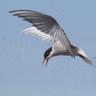 Migration: Long, Short, and In-Between