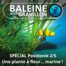 SPÉCIAL Posidonie 2/5 : Une plante à fleur et à fruit ... sous-marine !