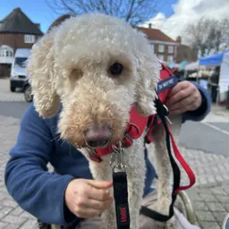Rey, the one-eyed PTSD assistance dog