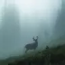 Ep. 80 - The Deer Are NOT Alright: Chronic Wasting Disease