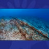 Under Sea Cables: The Battle For Supremacy At The Bottom Of The World