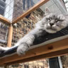 Catios — The Best of Both Worlds