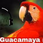 guacamaya radio