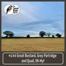 Great Bustards, Grey Partridge and Quail, Oh My!