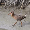 Ridgway's Rails on San Francisco Bay