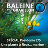 SPÉCIAL Posidonie 2/5 : Une plante à fleur et à fruit ... sous-marine !
