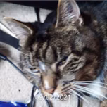 Odin Cat Radio