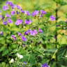 Covering ground with perennial geraniums