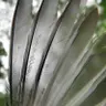 Ep. 77 - Mite-y Cool: The Amazing, Unseen World of Feather Mites