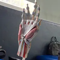 Entre reflejos y potenciales