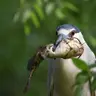 Zoos as Night Heron Habitats