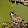 The Eurasian Tree Sparrow