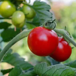 Y hoy al tomate