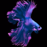 Abousardin