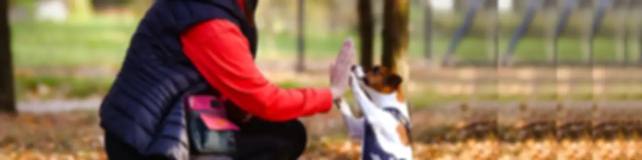 Łapy w górę