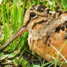 How Evolution Reshaped the Woodcock
