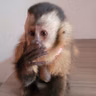 Golnar engana os macacos