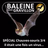 SPÉCIAL Chauves-souris 3/4 : Il était une fois un virus chinois