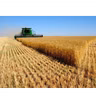 La campaña de cosecha del cereal en Navarra este año baja sus cifras