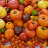 Saving Homegrown Tomato Seeds...and more about Tomatoes!