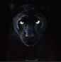 957 The Panther - WQAR-LP