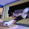 Un hôtel cinq étoiles pour chats à Arnheim