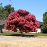 How to Plant and Care for a Shade Tree